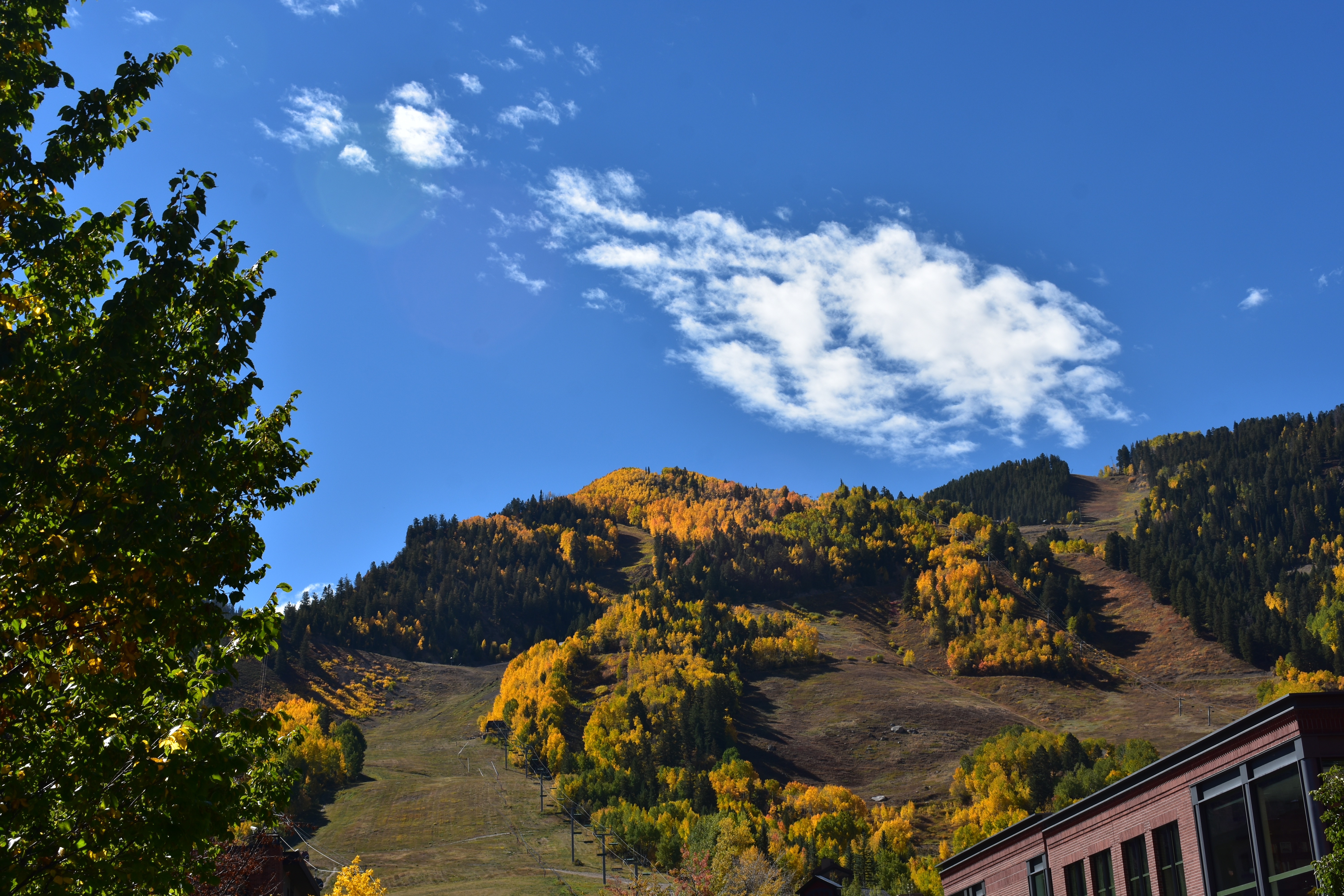 Aspen in Fall
